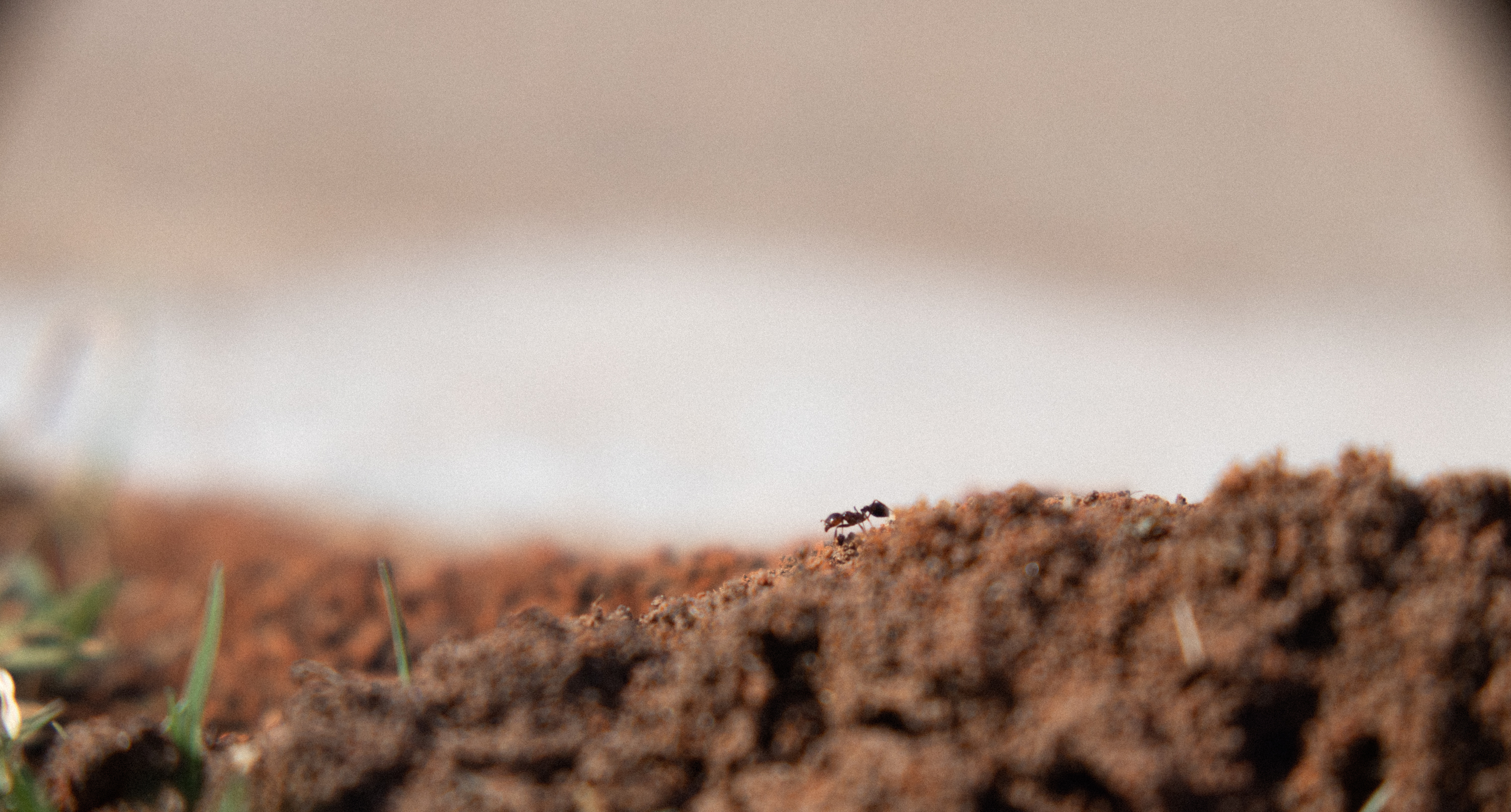Up Close & Personal Photo of an Ant